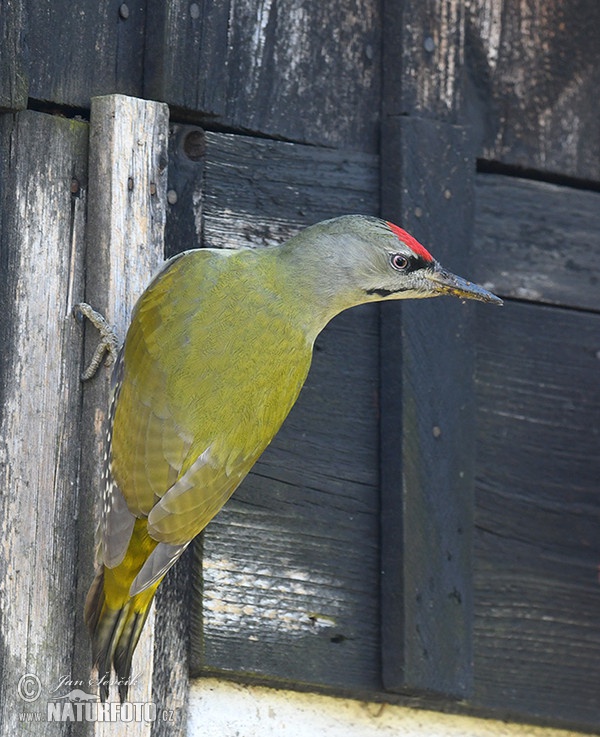 Grauspecht (Picus canus)