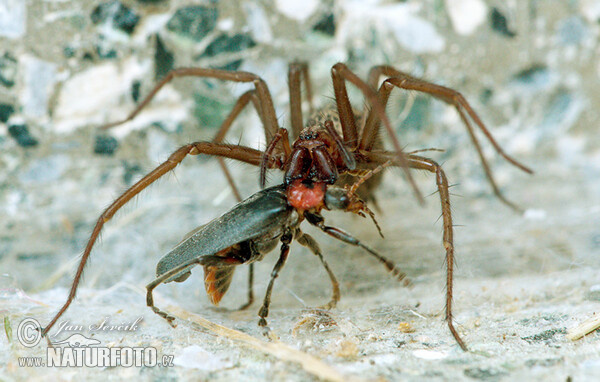 Große Winkelspinne (Eratigena atrica)