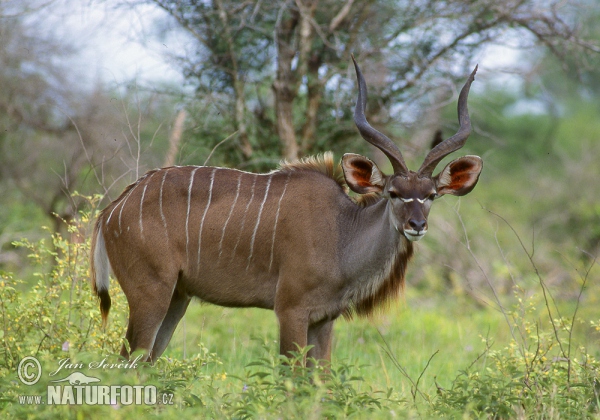 Grosser Kudu (Tragelaphus strepsiceros)