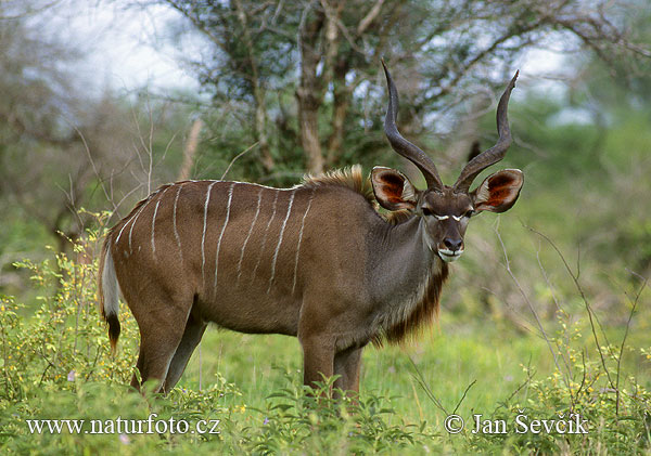 Grosser Kudu (Tragelaphus strepsiceros)