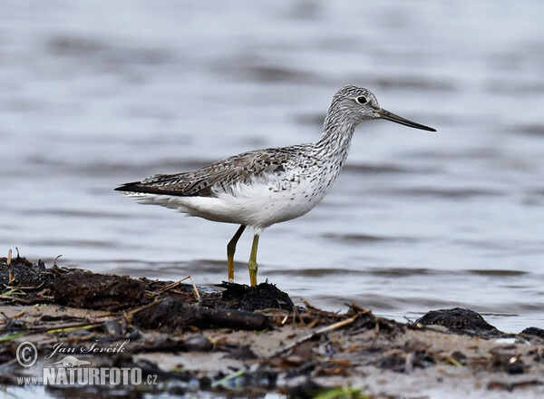 Grünschenkel (Tringa nebularia)