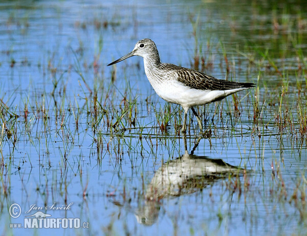 Grünschenkel (Tringa nebularia)