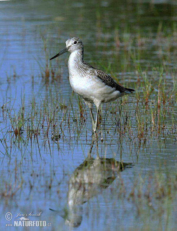 Grünschenkel (Tringa nebularia)