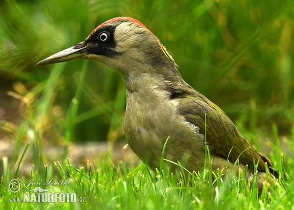 Grünspecht (Picus viridis)