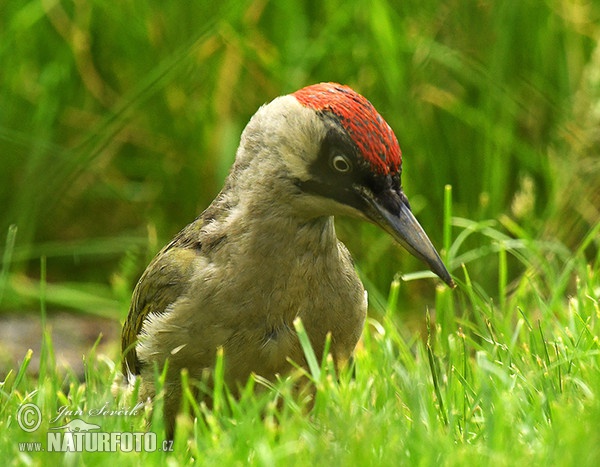 Grünspecht (Picus viridis)