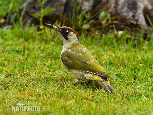 Grünspecht (Picus viridis)