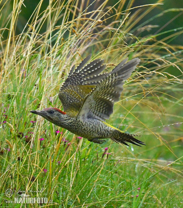 Grünspecht (Picus viridis)