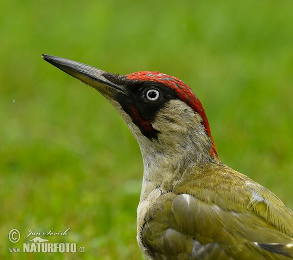 Grünspecht (Picus viridis)