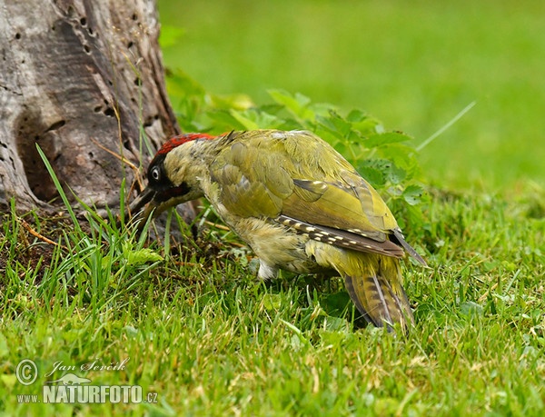 Grünspecht (Picus viridis)