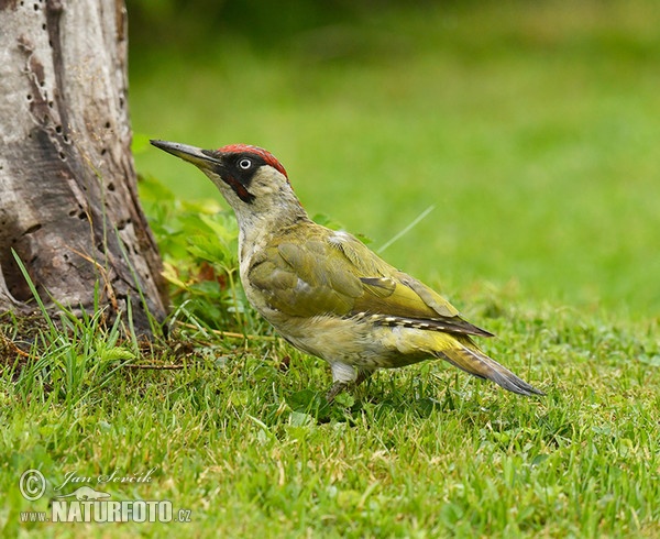 Grünspecht (Picus viridis)