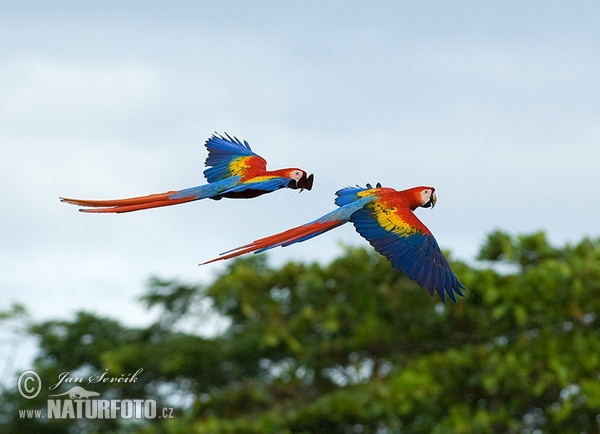 Guacamayo Roja (Ara macao)