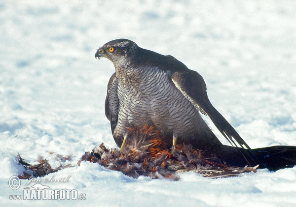 Habicht (Accipiter gentilis)