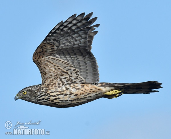 Habicht (Accipiter gentilis)