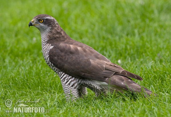 Habicht (Accipiter gentilis)