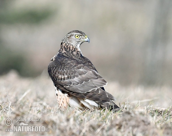 Habicht (Accipiter gentilis)