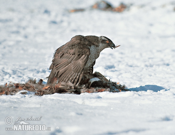 Habicht (Accipiter gentilis)