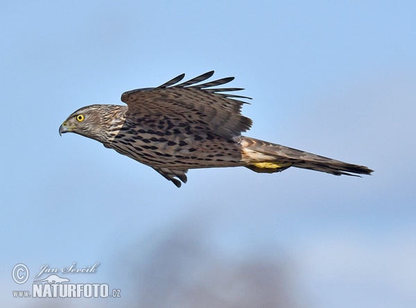 Habicht (Accipiter gentilis)