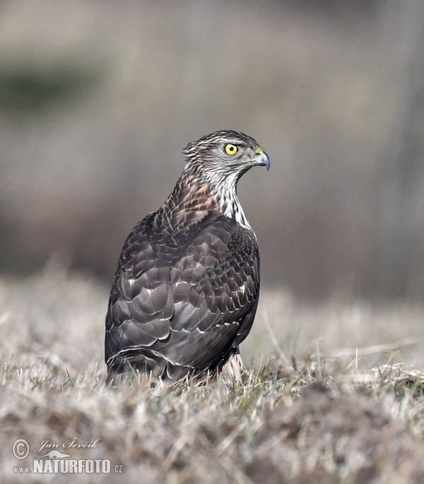 Habicht (Accipiter gentilis)