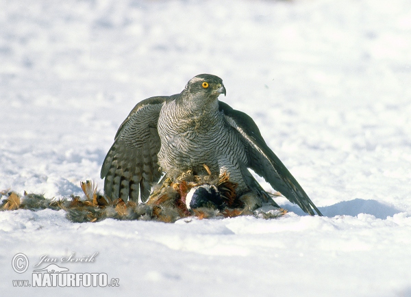 Habicht (Accipiter gentilis)