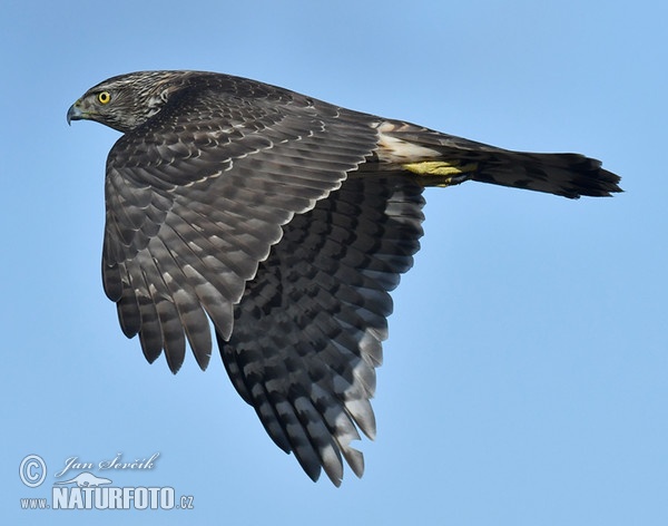 Habicht (Accipiter gentilis)