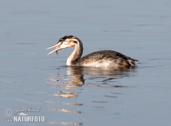 Haubentaucher (Podiceps cristatus)