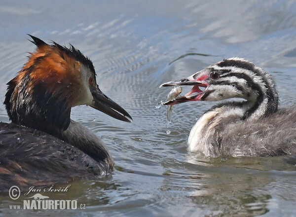 Haubentaucher (Podiceps cristatus)