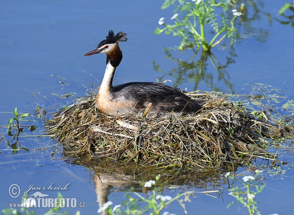 Haubentaucher (Podiceps cristatus)