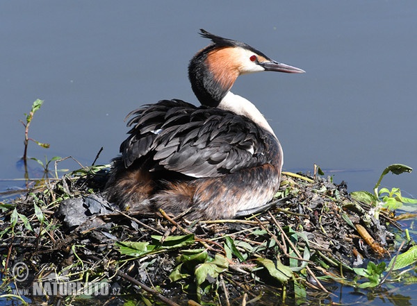 Haubentaucher (Podiceps cristatus)