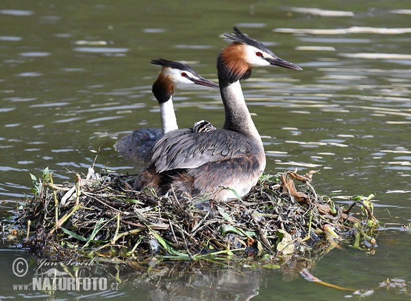 Haubentaucher (Podiceps cristatus)