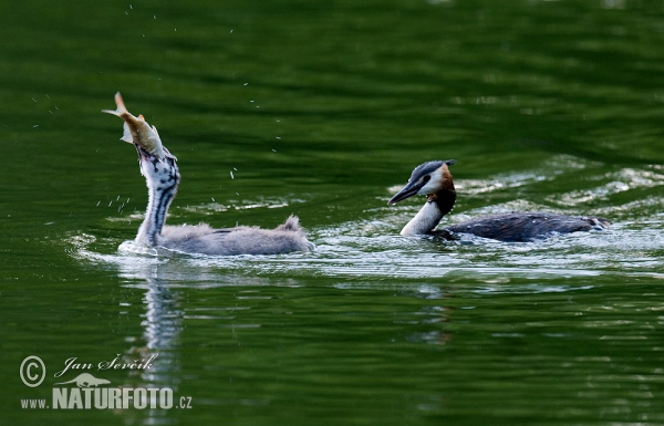 Haubentaucher (Podiceps cristatus)