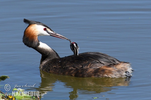 Haubentaucher (Podiceps cristatus)