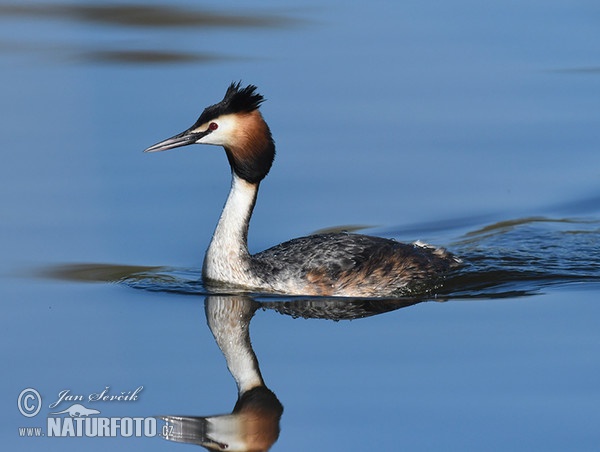 Haubentaucher (Podiceps cristatus)