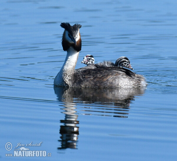 Haubentaucher (Podiceps cristatus)