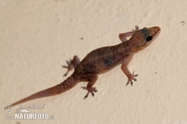 Hausgecko (Hemidactylus brooki)