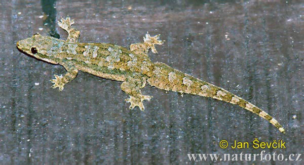 Hausgecko (Hemidactylus platyurus)