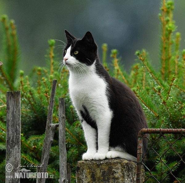 Hauskatze (Felis silvestris, f. catus)