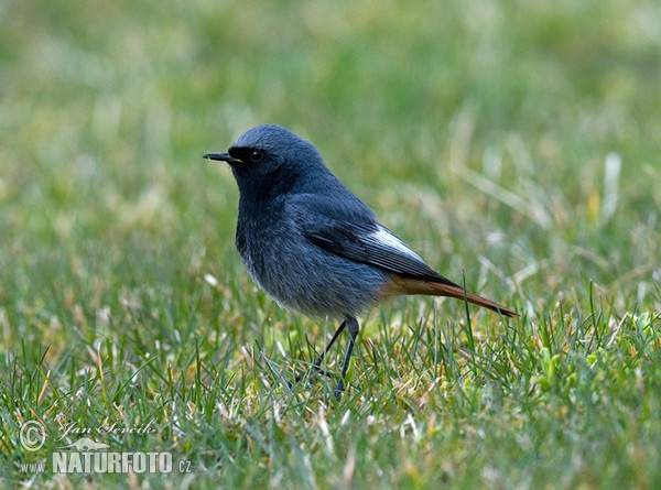 Hausrotschwanz (Phoenicurus ochruros)