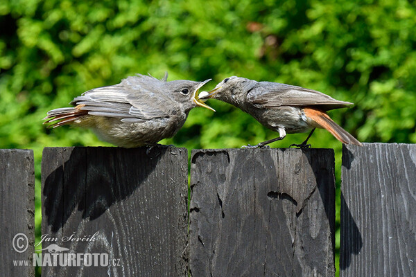 Hausrotschwanz (Phoenicurus ochruros)