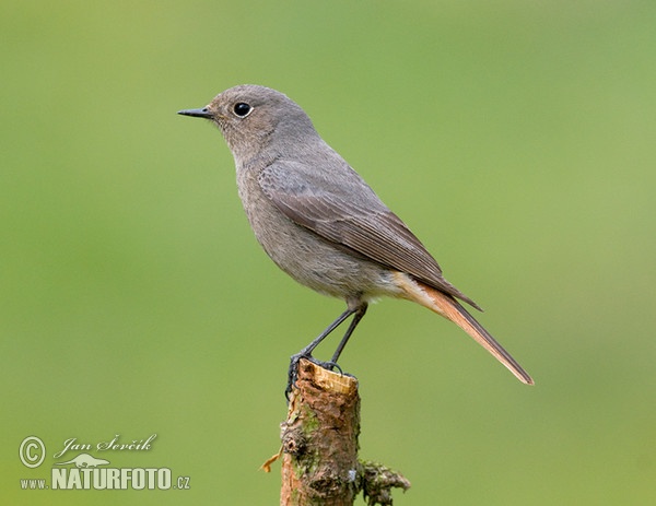 Hausrotschwanz (Phoenicurus ochruros)