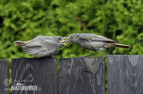 Hausrotschwanz (Phoenicurus ochruros)