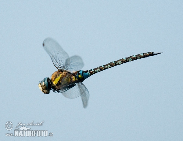 Herbst-Mosaikjungfer (Aeshna mixta)