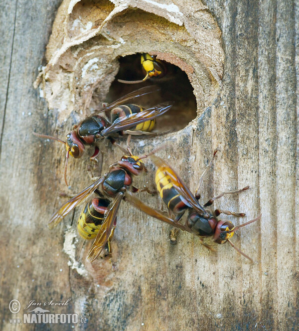 Hornisse (Vespa crabro)