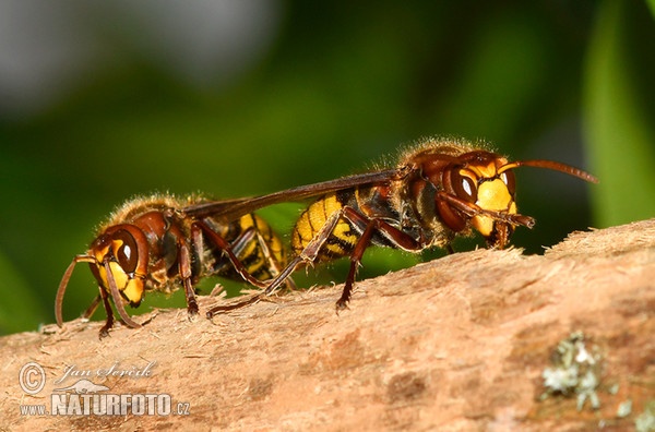 Hornisse (Vespa crabro)