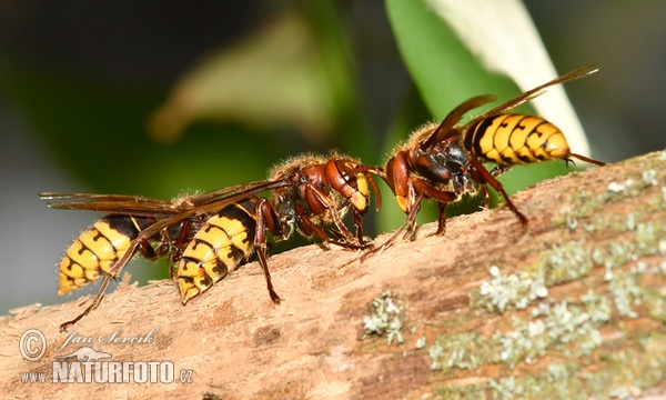 Hornisse (Vespa crabro)