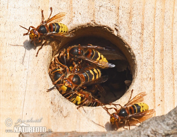 Hornisse (Vespa crabro)