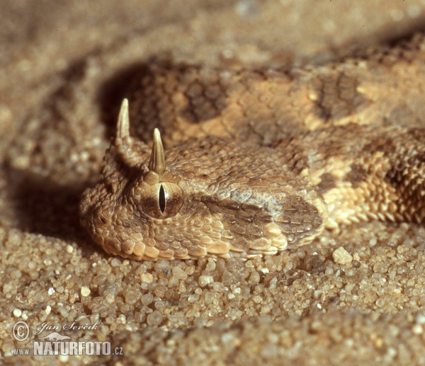 Hornviper (Cerastes cerastes)