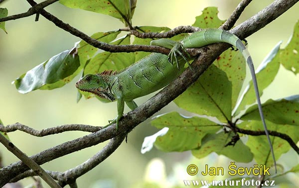 Iguana (Iguana iguana)