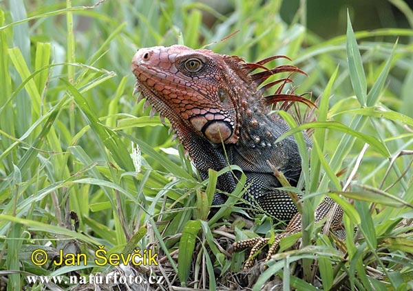 Iguana (Iguana iguana)