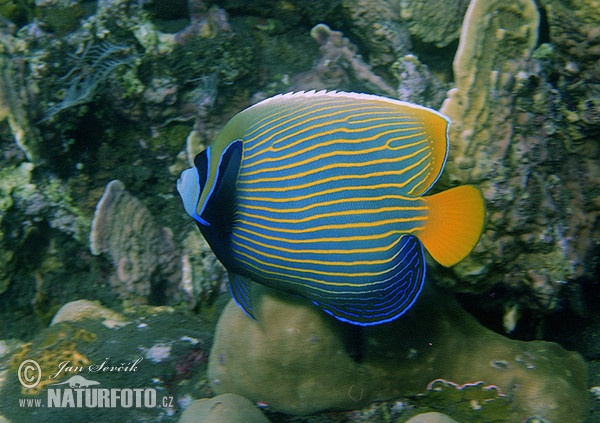 Imperator-Kaiserfisch (Pomacanthus imperator)