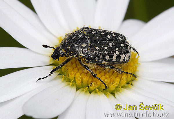 Käfer (Oxythyrea funesta)